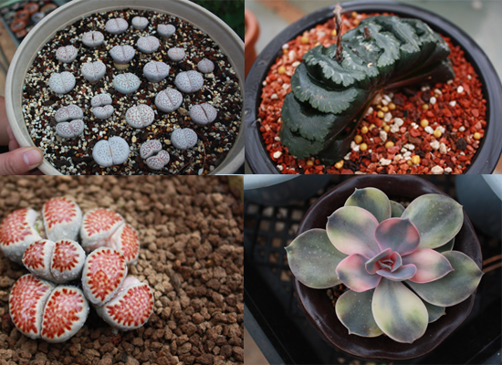 昆明 沙漠 花盆