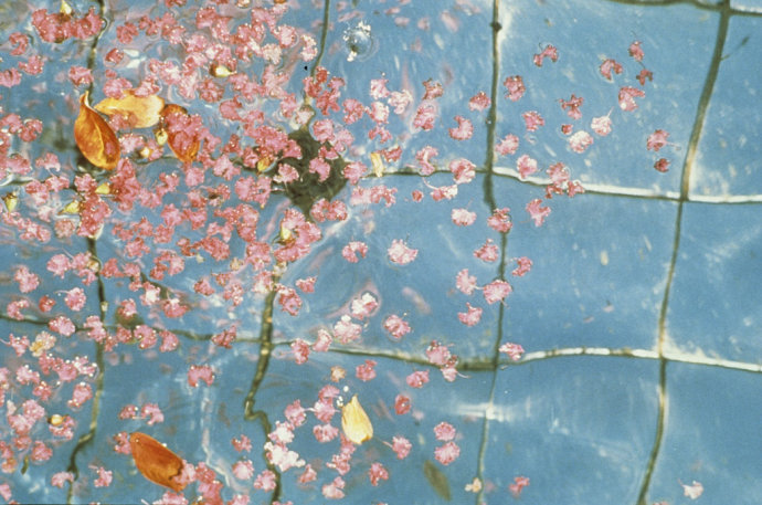 德克薩斯州 沃斯堡市 伯納特 公園 中國(guó)風(fēng)景園林網(wǎng)