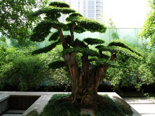 泰和·天辰國際 空中花園 屋頂綠化 中國風景園林網