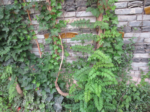 中國美術學院 王澍 綠色 建筑 設計 屋頂 綠化 中國風景園林網