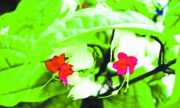 引種 廈門 園林