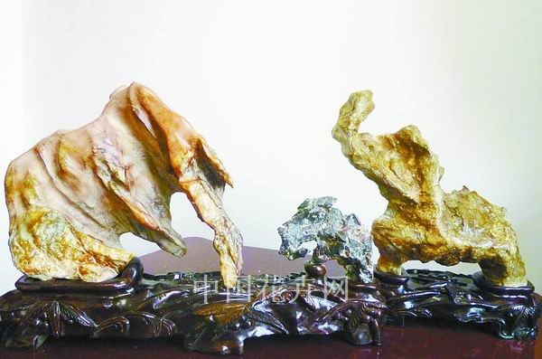 賞石 植物 動物