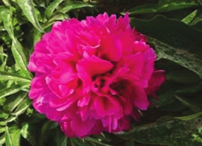 芍藥 引種 綠化