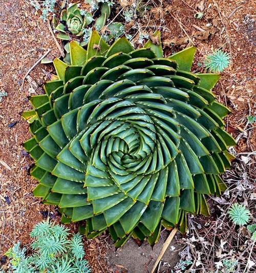多肉植物 所羅門(mén)蘆薈 多葉蘆薈