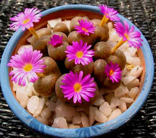 多肉植物 生石花 番杏