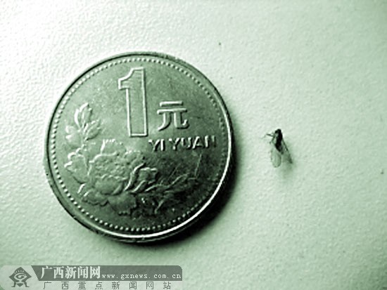 一枚1元硬幣的直徑是25毫米，而葉蟬個頭很小，估計只有幾毫米。