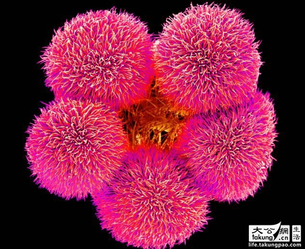 顯微鏡下的鮮花