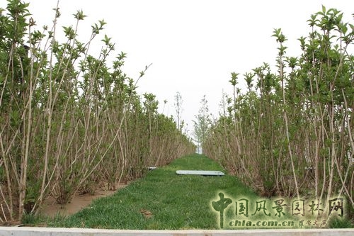 三谷徹花園 北京園博會 大師園 設計理念