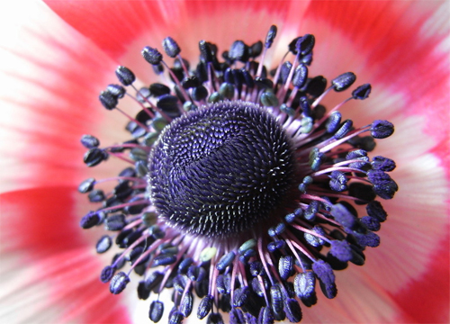 鬼罌粟 花卉 植物