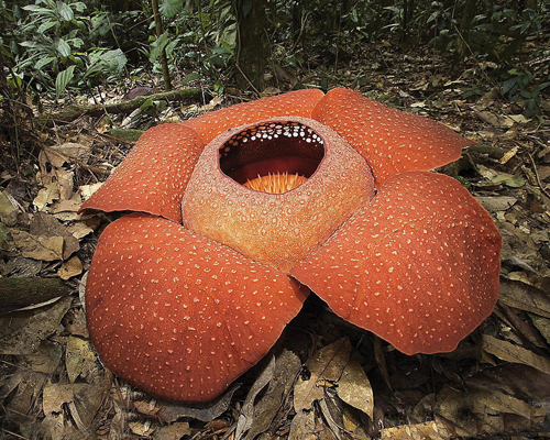 大王花 花卉 植物
