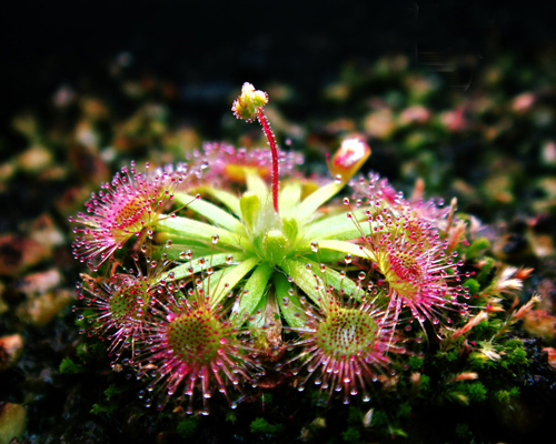 花卉 食蟲植物 茅膏菜