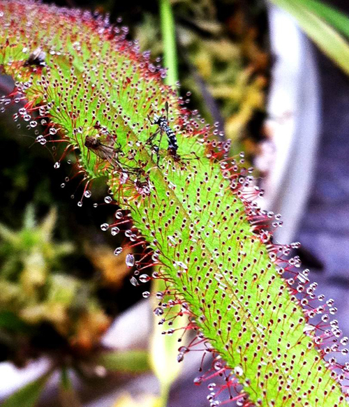 花卉 食蟲植物 茅膏菜