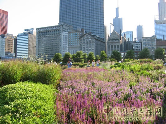每年的晚春和初夏，明亮空間都變成了紫花鼠尾草的海洋