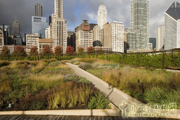 光亮空間的多年生植物在溫暖的秋季陽光下絢麗奪目