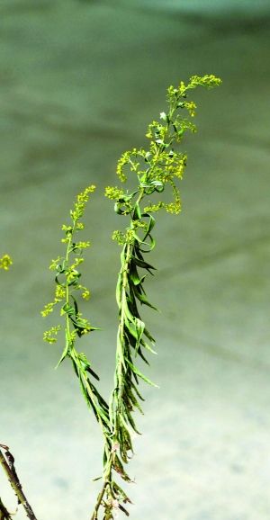 一枝黃花 現(xiàn)代快報(bào)記者 趙杰 攝