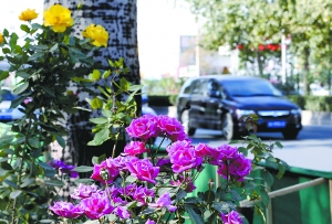 這些月季花都是引進(jìn)的耐寒月季品種，可以持續(xù)開放到12月。