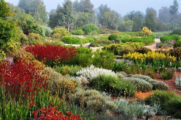 植物園 澳大利亞花園 Cranbourne皇家植物園 植物景觀