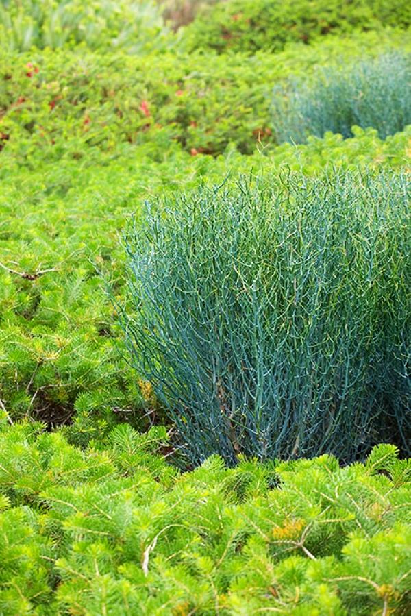 植物園 澳大利亞花園 Cranbourne皇家植物園 植物景觀