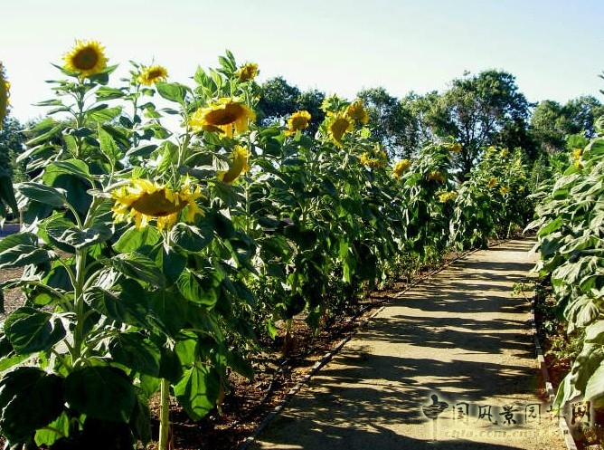 哥德魯普河公園