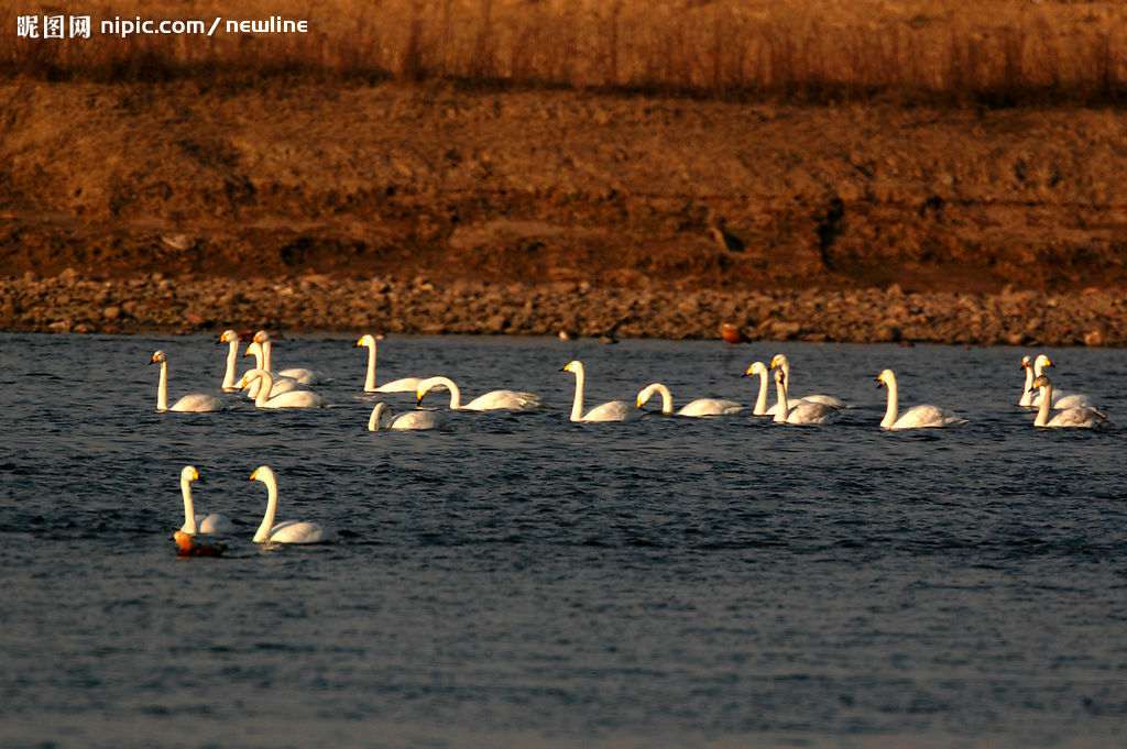 黃河濕地 濕地景觀 濕地保護