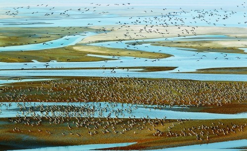 黃河濕地 濕地景觀 濕地保護