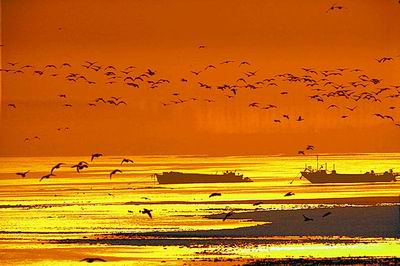 黃河濕地 濕地景觀 濕地保護