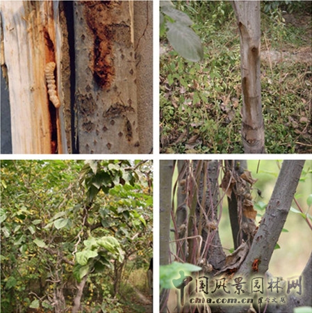 桑天牛的危害情況