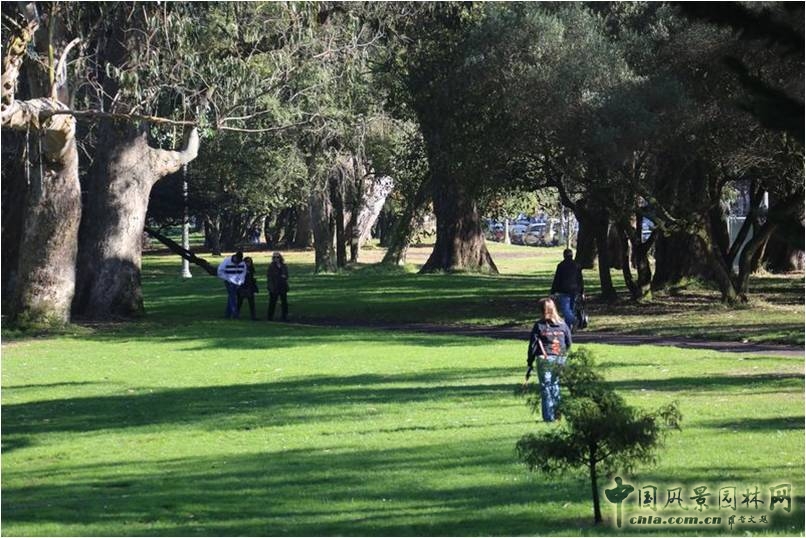 舊金山路邊綠化