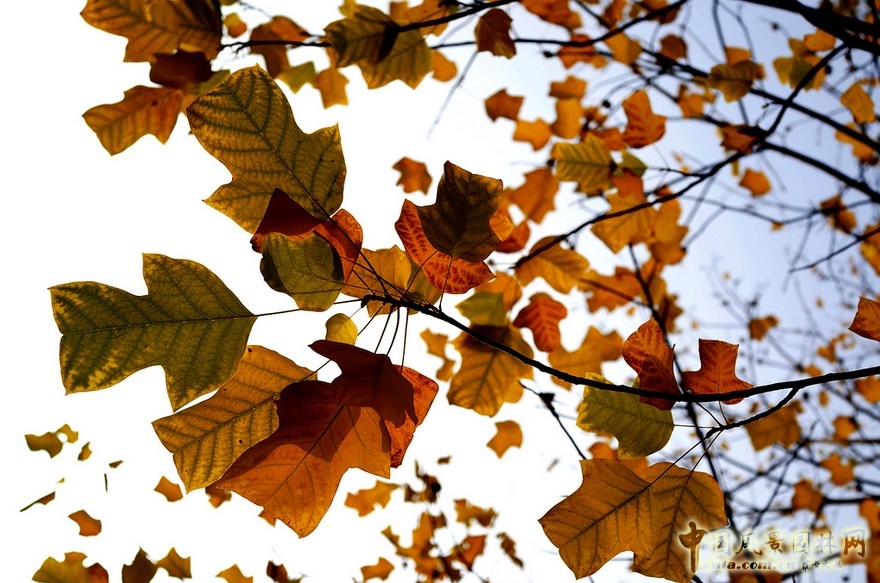 鵝掌楸(馬褂木)