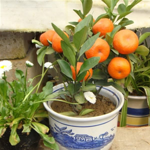 盆栽柑橘