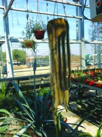 “九尾狐”仙人掌