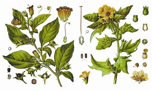 顛茄(左)與天仙子(右),兩種劇毒的茄科植物