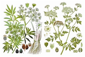 毒芹(左)與毒參(右):兩種劇毒的傘形科植物