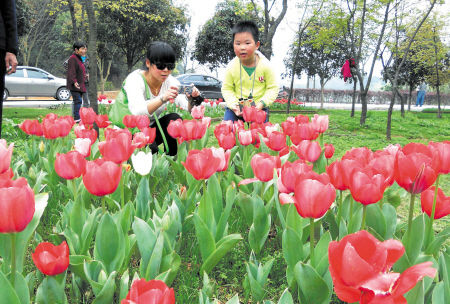 生態園引種國產郁金香