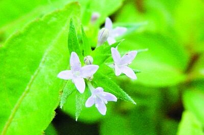 這種新物種的花多為四瓣或五瓣。