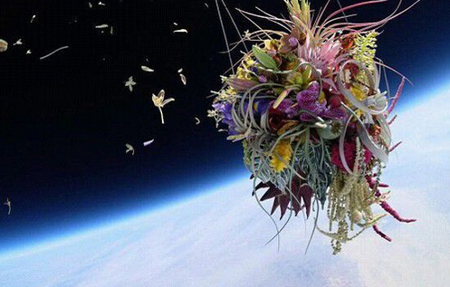 日本藝術家東信將盆栽送入太空,并拍下優(yōu)美照片。