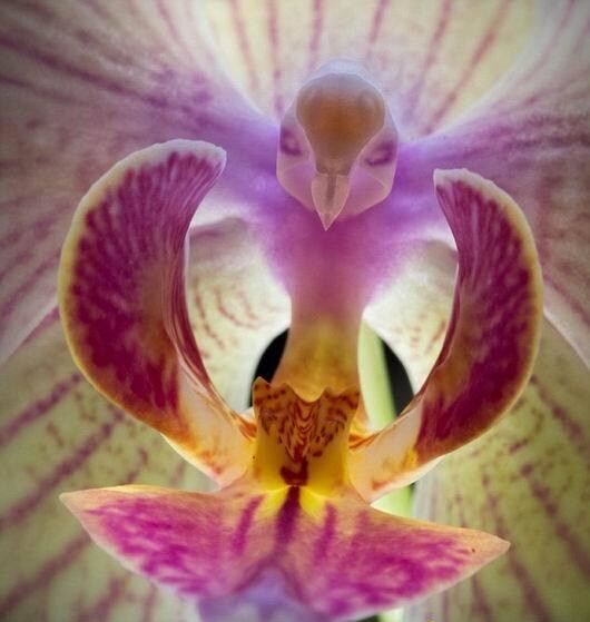 攝影師拍攝到酷似小鳥的奇異蝴蝶蘭