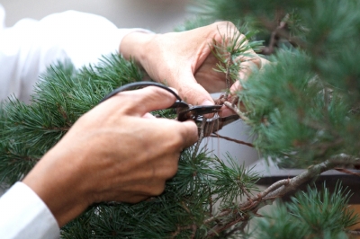盆景藝術(shù) 林鳳書(shū) 風(fēng)景園林 盆景大師