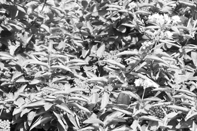 “花果同期”的紅果冬青樹