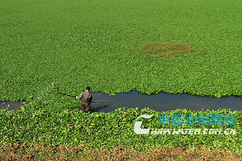 湖北房縣紅塔鎮七里溝水庫承包業主在打撈凈化水質的水葫蘆