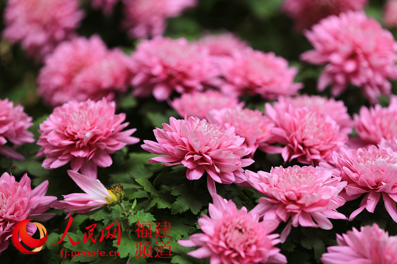 西湖公園菊展創歷屆規模之最 首次亮相大型造型藝菊