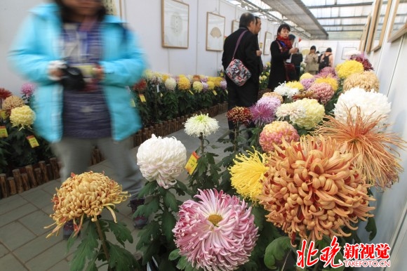 世界花卉大觀園第五屆菊花擂臺開賽 京津冀今天斗菊王