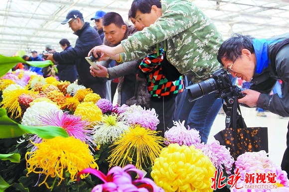 世界花卉大觀園第五屆菊花擂臺開賽 京津冀今天斗菊王