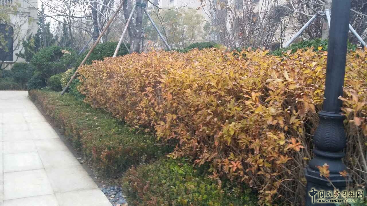 園冶杯 住宅景觀獎 遠洋鉆石灣 景觀園林