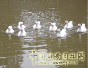 長庚養生文化村