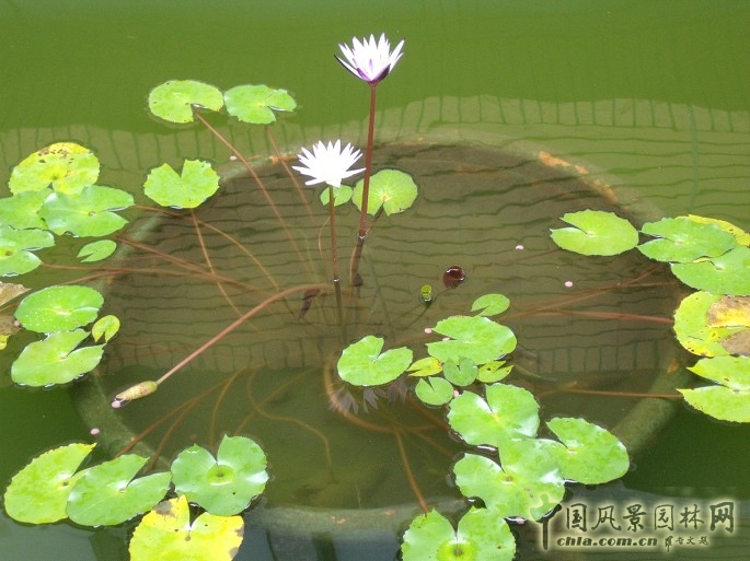 長庚養生文化村