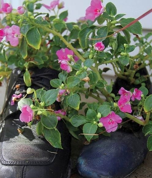 別樣花器別樣情趣 盆栽綠植煥發出新生機