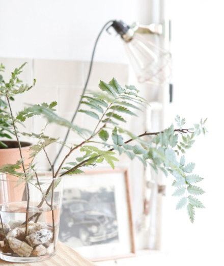 今冬室內裝飾 必須給房間加點觀葉綠色植物！