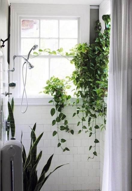 今冬室內裝飾 必須給房間加點觀葉綠色植物！