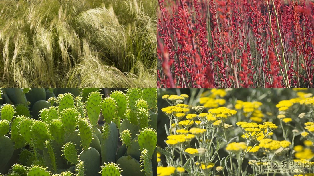 SWA經典案例：德勤大學景觀設計